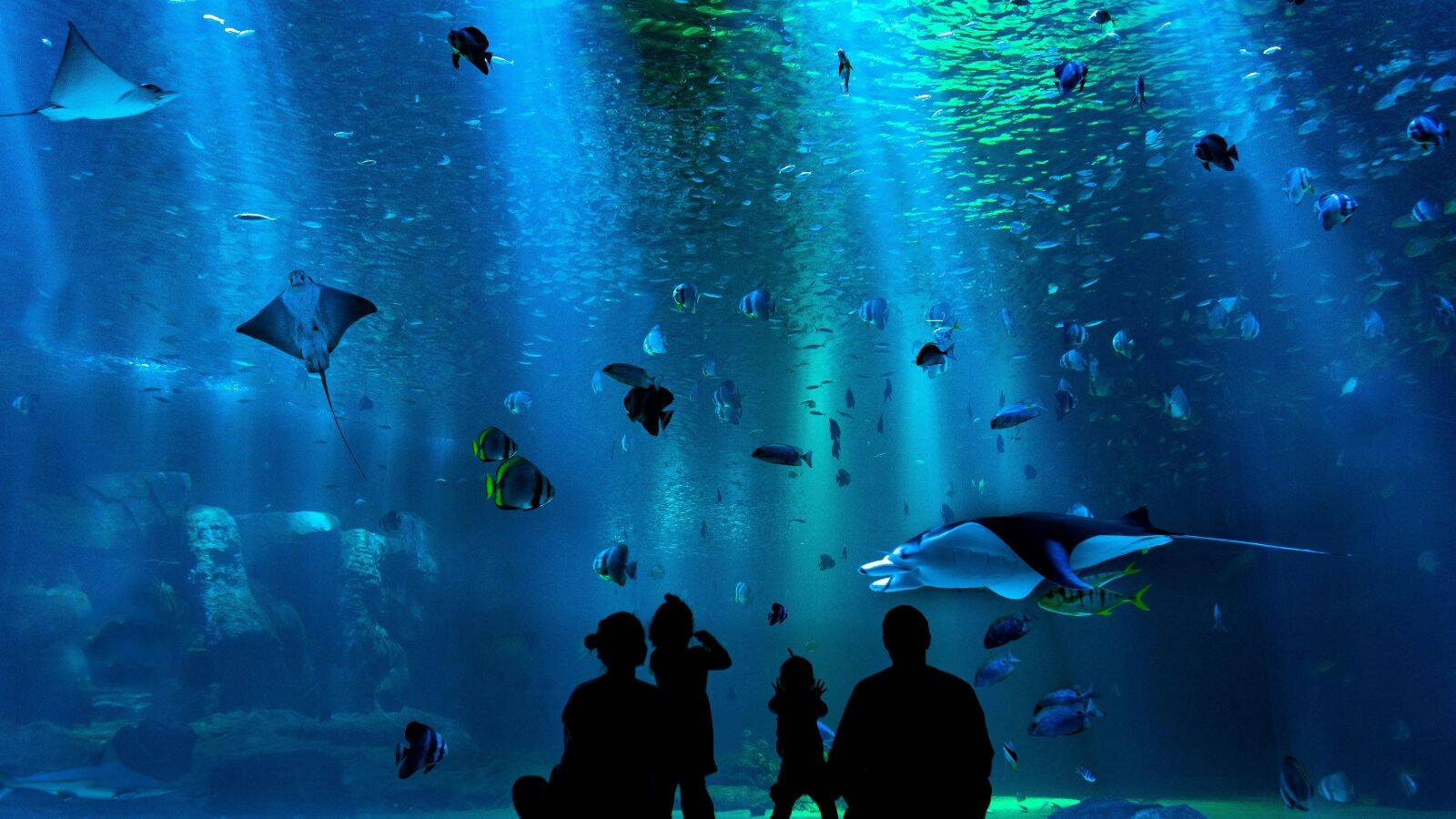 Camping-Olonne-sur-Mer-Aquarium-de-Vendee-POI-TH